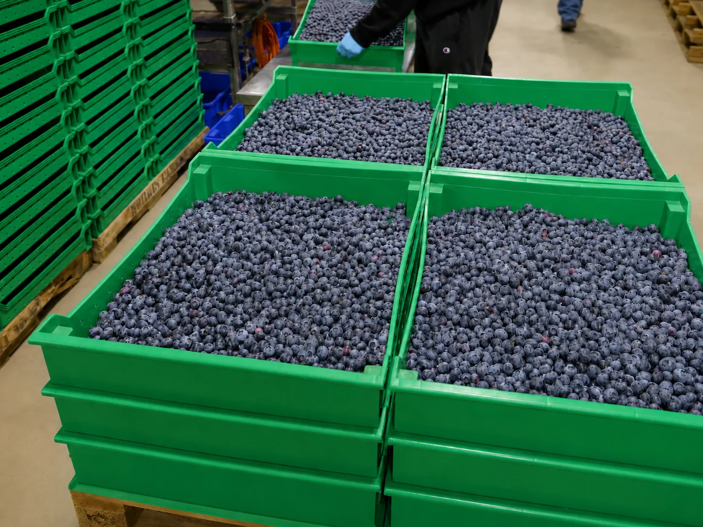 Blueberry clamshell packs arranged for cold-chain transport