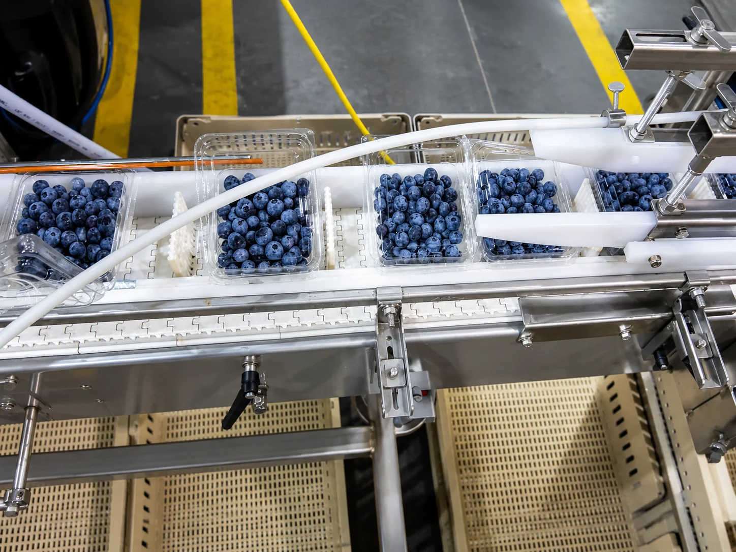 Blueberry clamshells move along an automated packing line