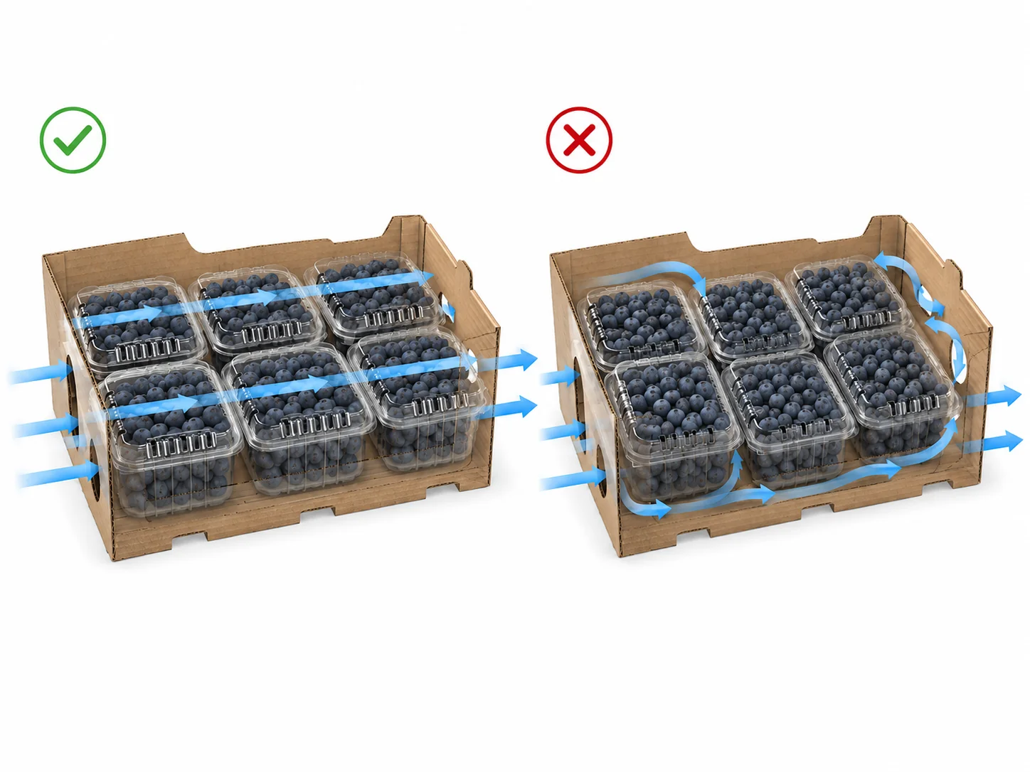 Blueberry clamshell vent holes aligned with outer carton openings for cold-chain airflow