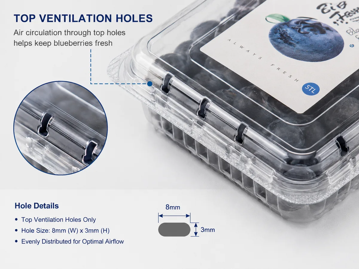 Blueberry clamshell packaging with ventilation holes for fresh berry packing