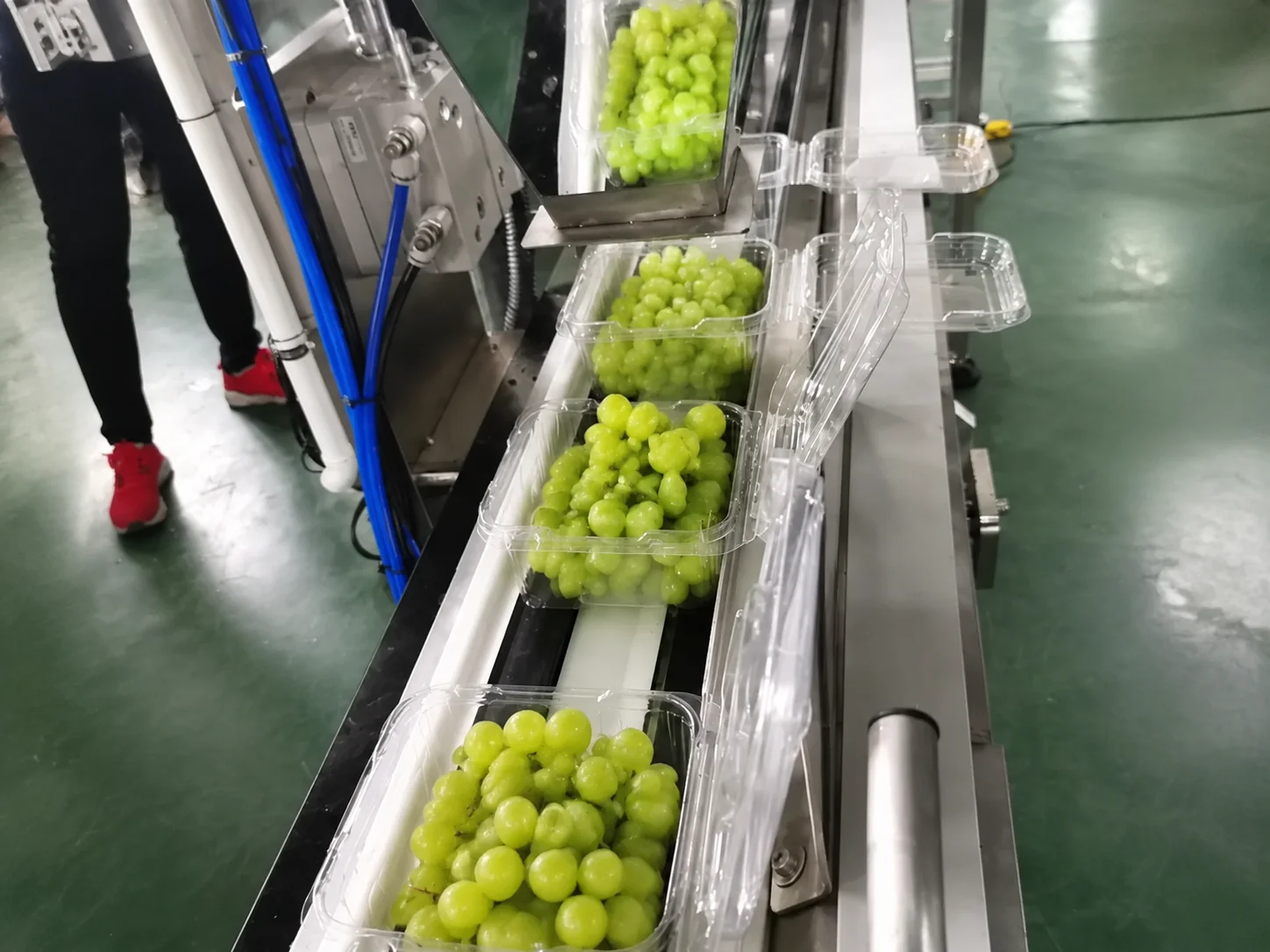 Automatic grape clamshell packing line filling fresh grapes into PET containers