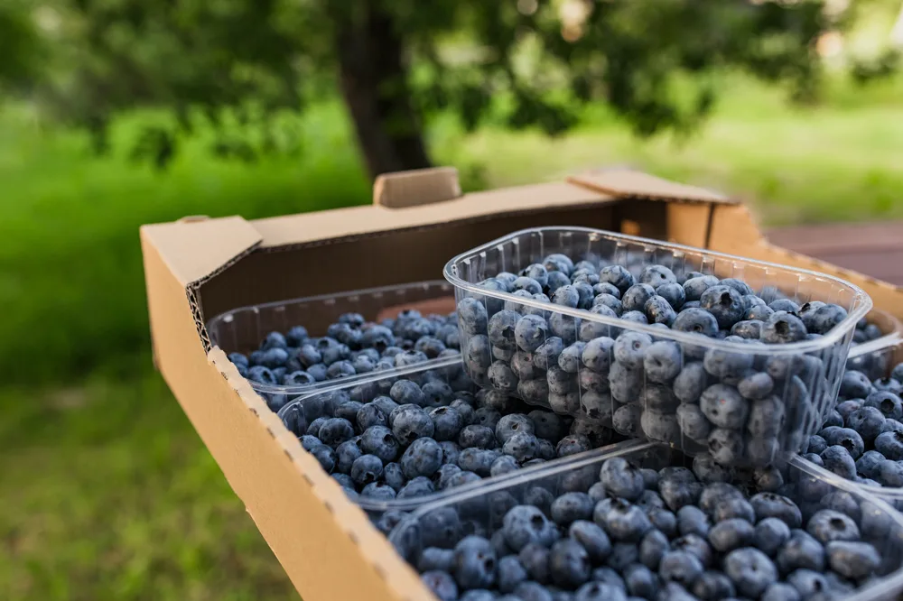 Blueberries packed in custom retail PET containers with ventilation holes