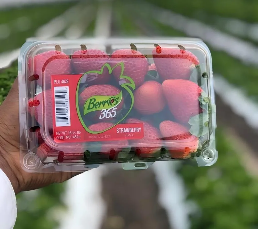 Strawberry clamshell held inside a greenhouse - clear PET punnet for fresh strawberries