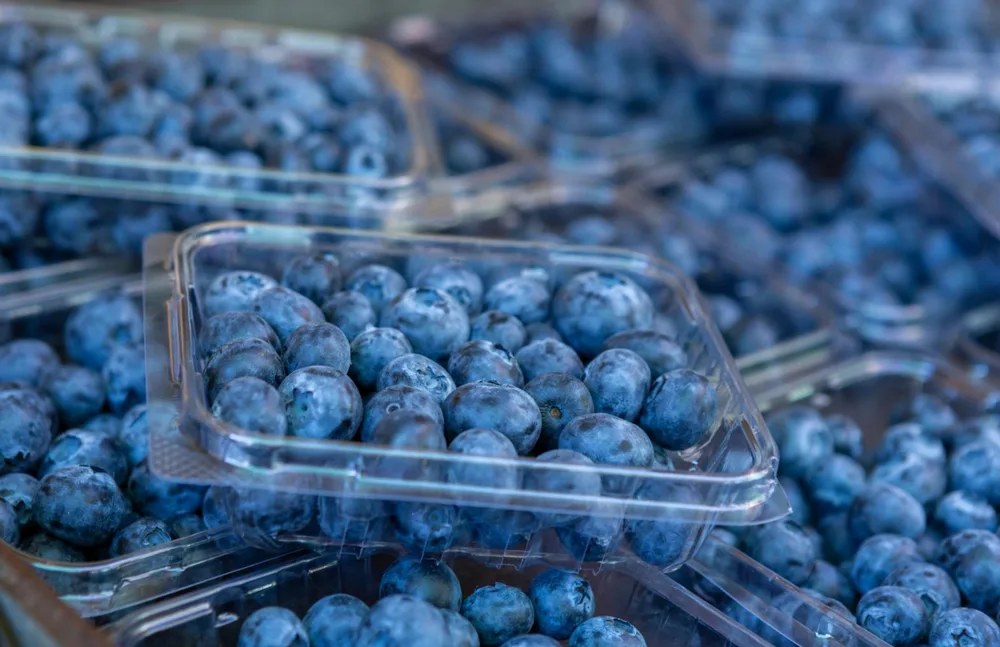 Fresh blueberries packed in ventilated plastic clamshells for retail display