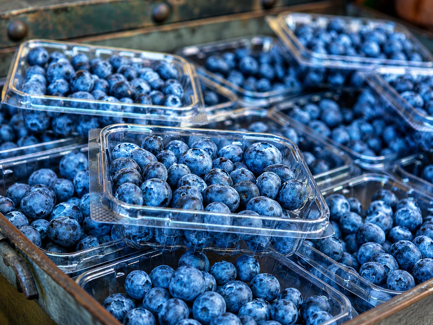Fresh blueberries packed in clear PET blueberry punnets