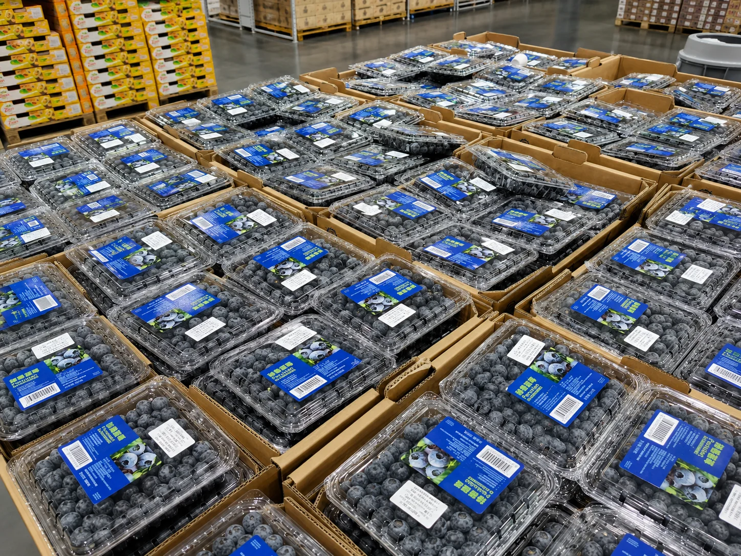 Blueberry punnet samples prepared for testing pack weight, carton fit and retail labeling