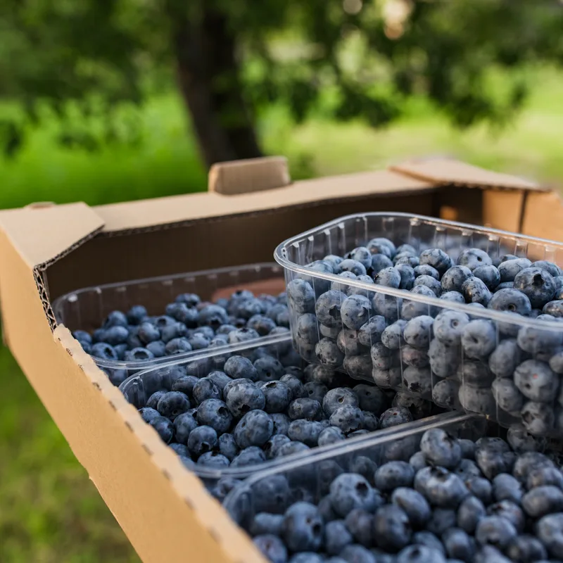 Custom blueberry clamshell packaging with labeling options
