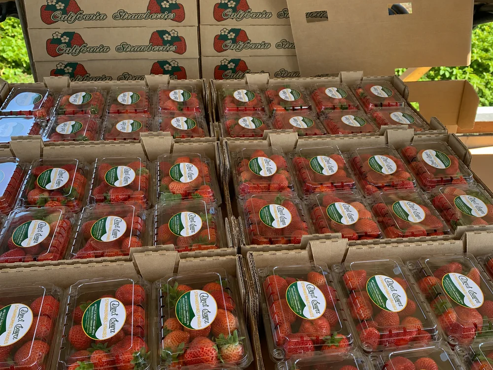 Strawberry clamshells packed in ventilated corrugated shipping cartons for commercial distribution