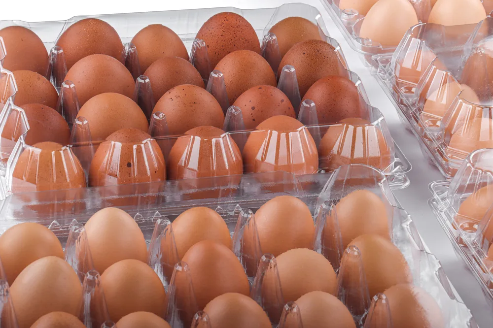 STL-20M-ChickenEgg-WhiteBackground-6