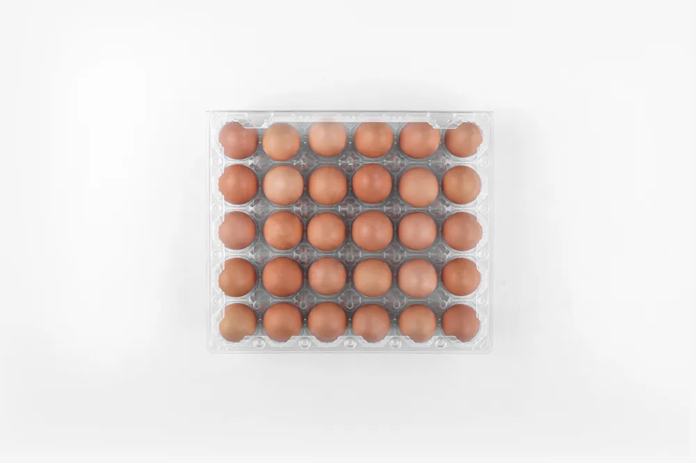 STL-30M-ChickenEgg-WhiteBackground-3