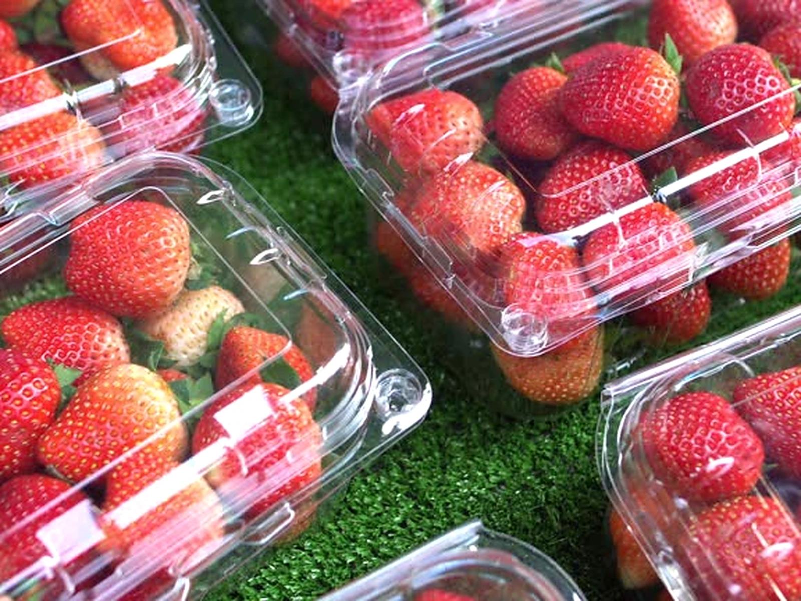 Strawberry-PET-Clamshell-Display