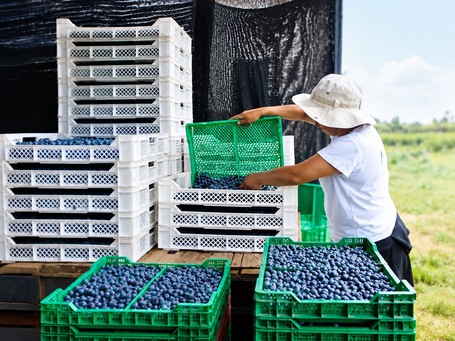 Worker transferring harvested blueberries between reusable produce crates