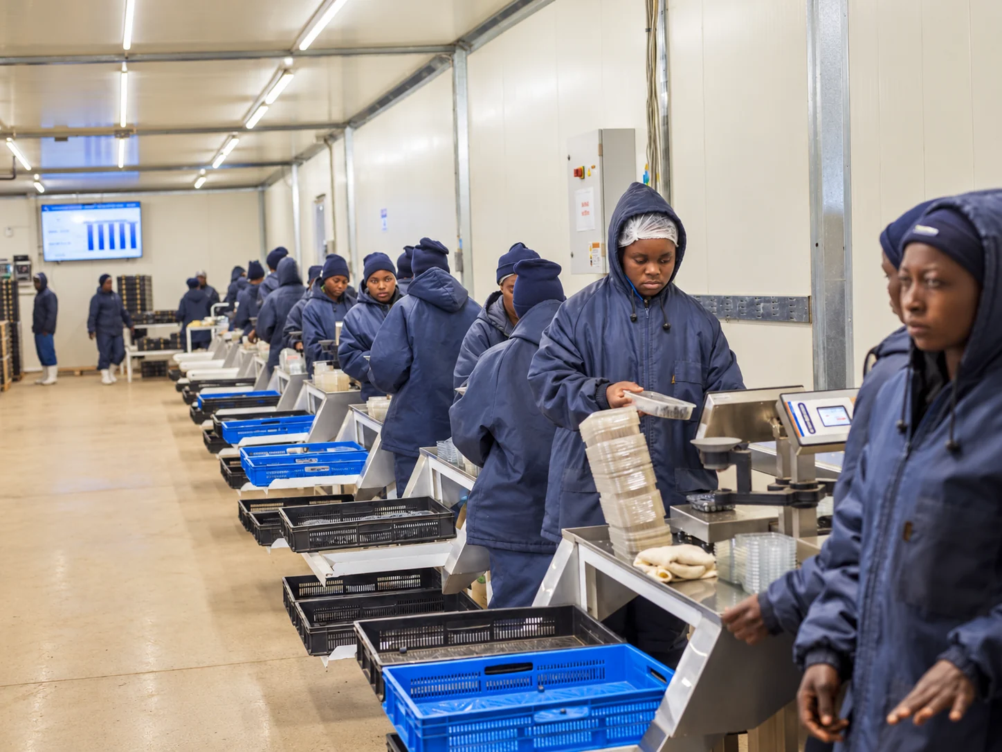Produce packing team operating a commercial packhouse line