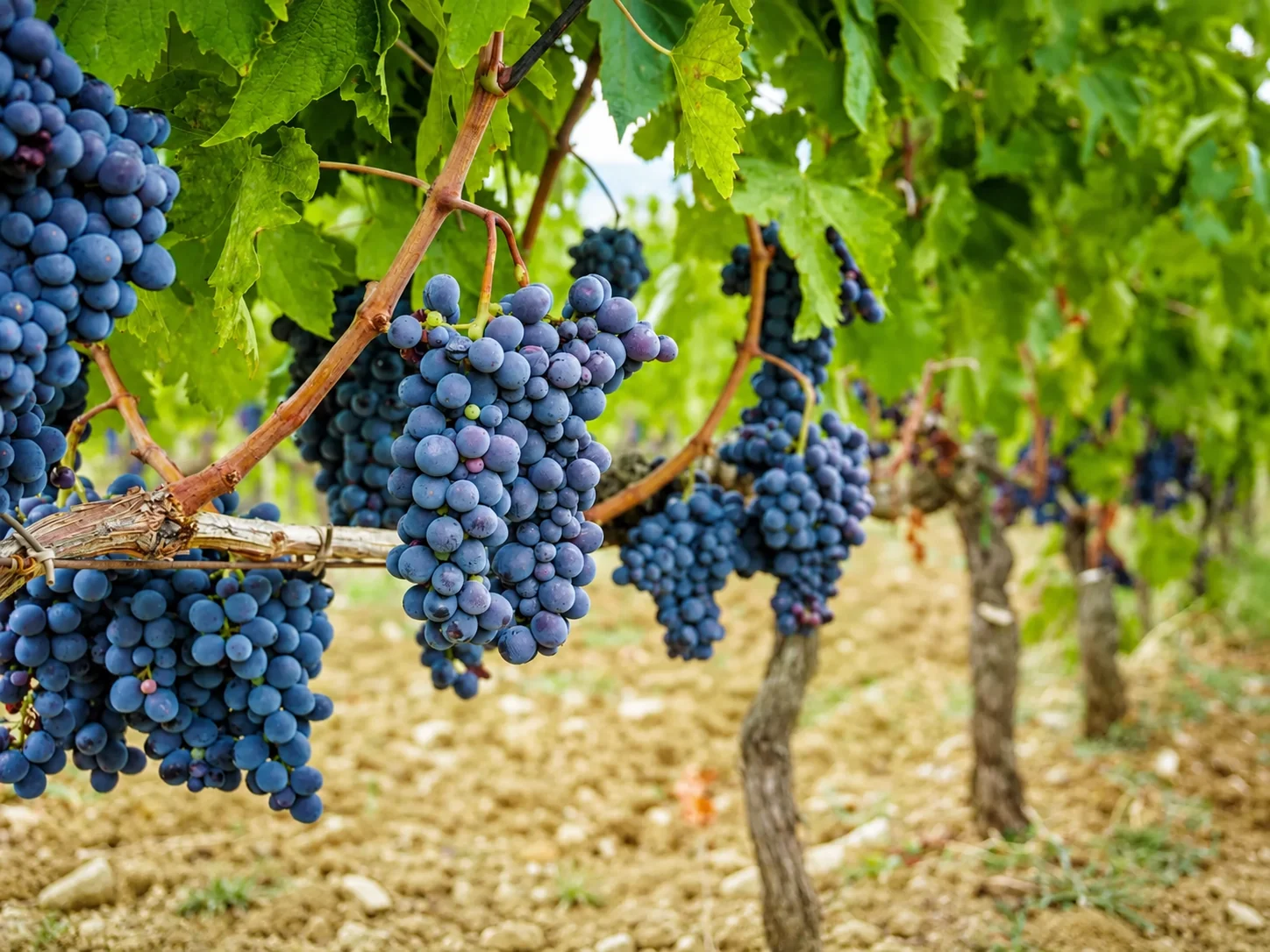 Table grapes growing in a commercial vineyard operated by a large grower